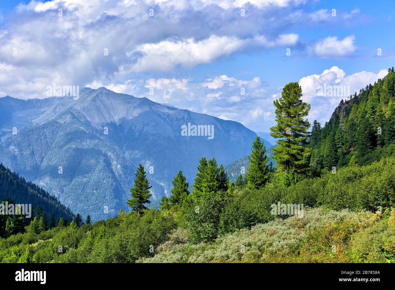 Alpine tree line and shrub tundra in mountains of Eastern Siberia. Ecoton area with low shrub alder and willow and rare Siberian pines. Sayan mountain Stock Photo