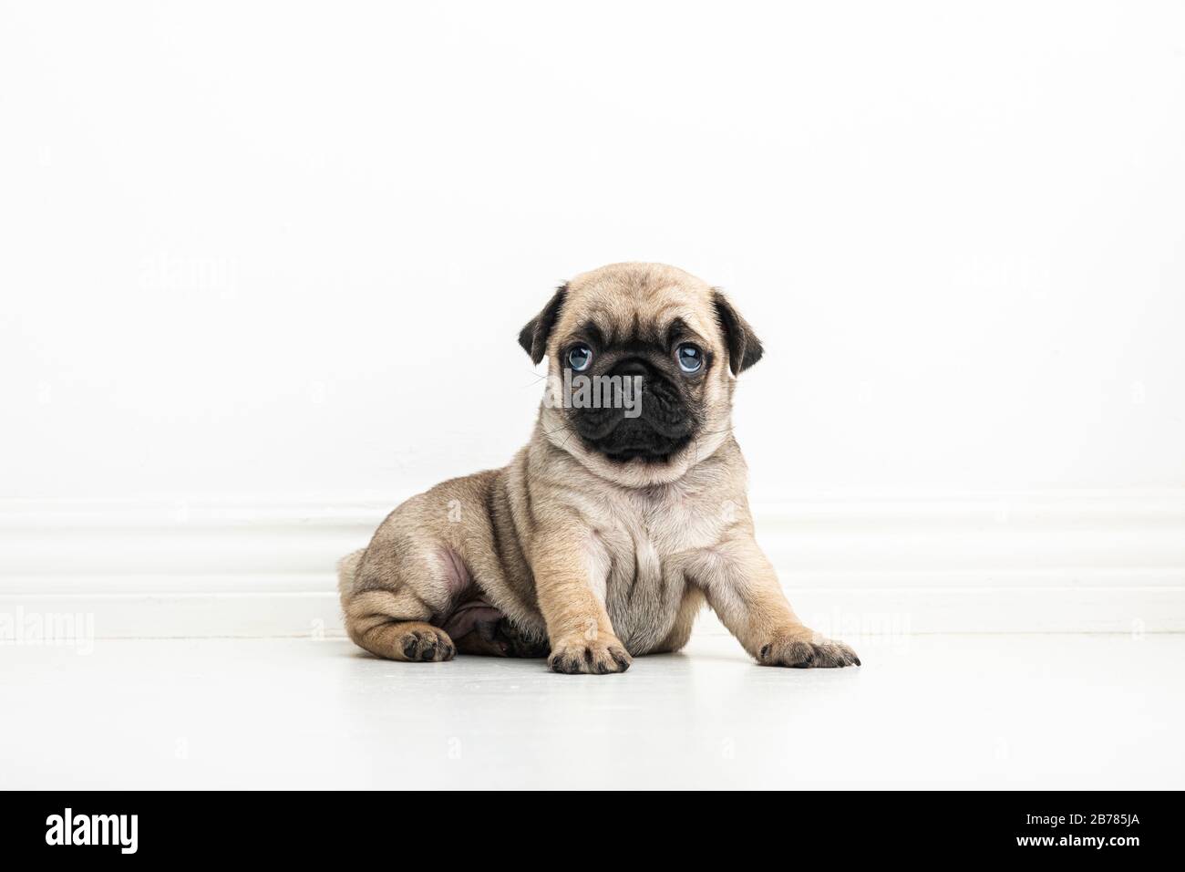 A six weeks old adorable purebred Pug puppy on a white background. The cute young pup is looking at camera. Stock Photo