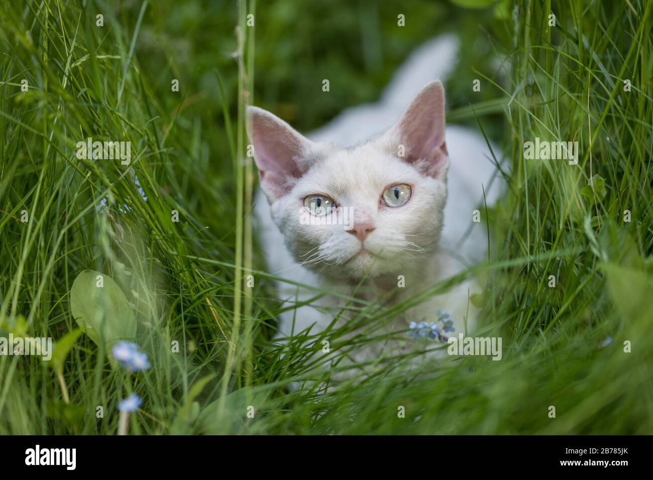 A white Devon Rex cat hiding in high green grass. The little cat looking at camera. Stock Photo