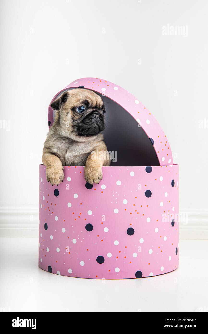 An adorable six week old purebred Pug puppy peeking out of a cute pink gift box. The puppy is fawn beige  and black and its paws are hanging on the bo Stock Photo