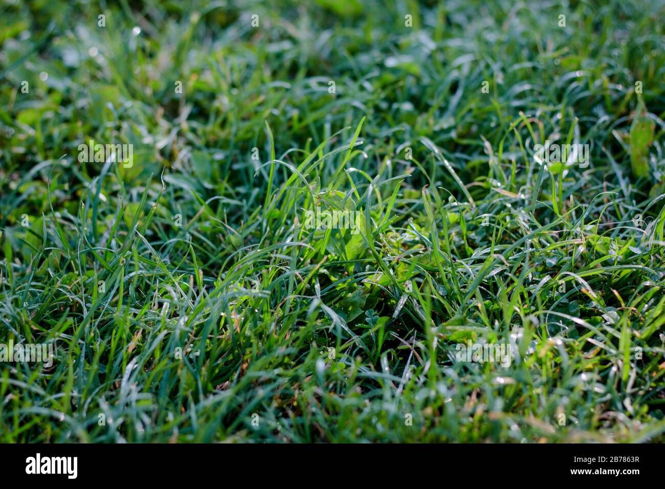 Green grass lawn background with dew drops Stock Photo - Alamy