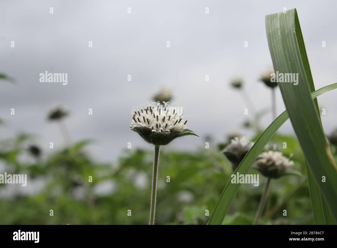 Onion field in bloom hi-res stock photography and images - Alamy
