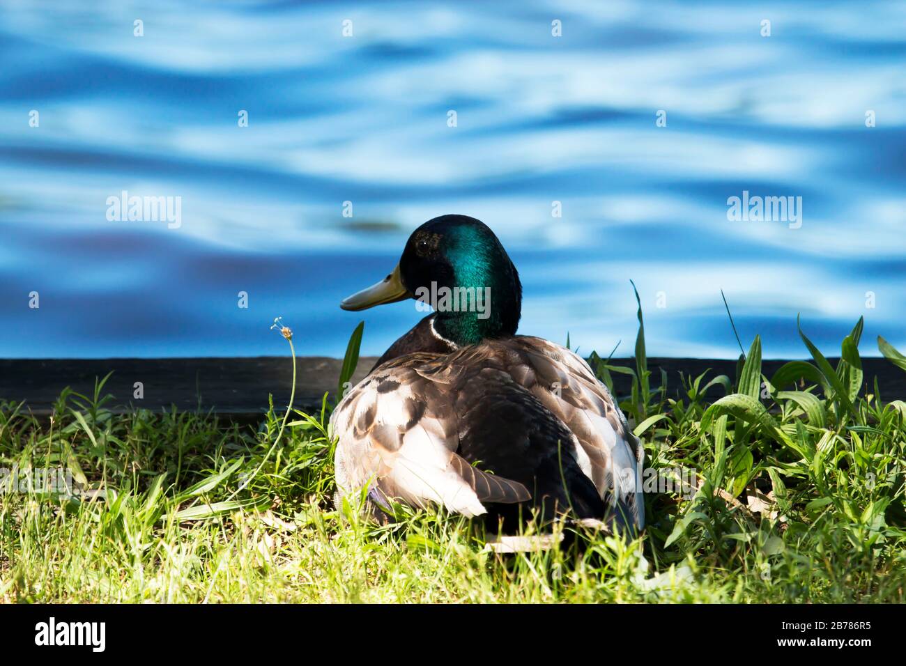 A mallard duck laying down and relaxing in the grass, on a beautiful sunny day, looking out over a blue lake Stock Photo
