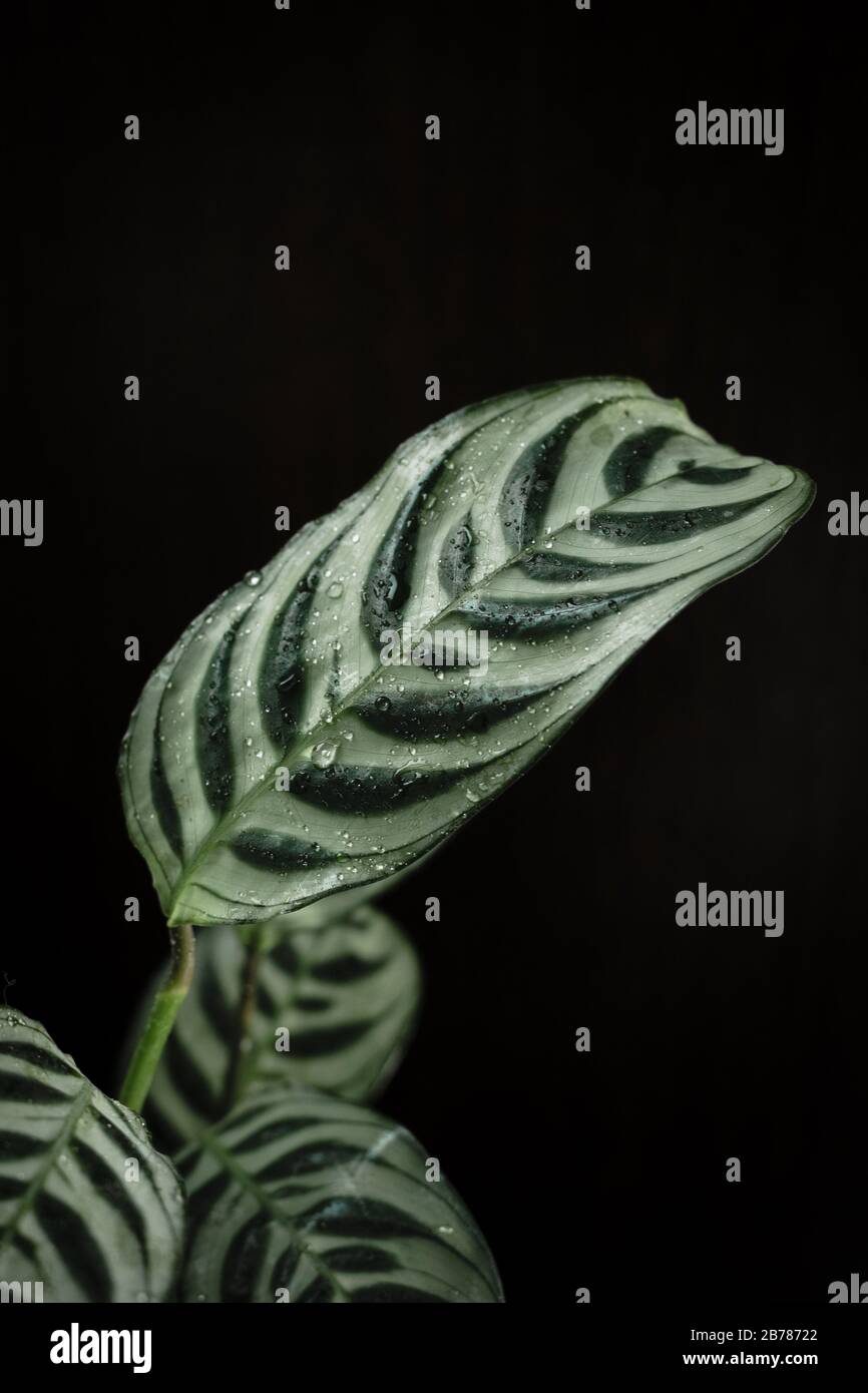 calathea ctenanthe plant on a black background Stock Photo