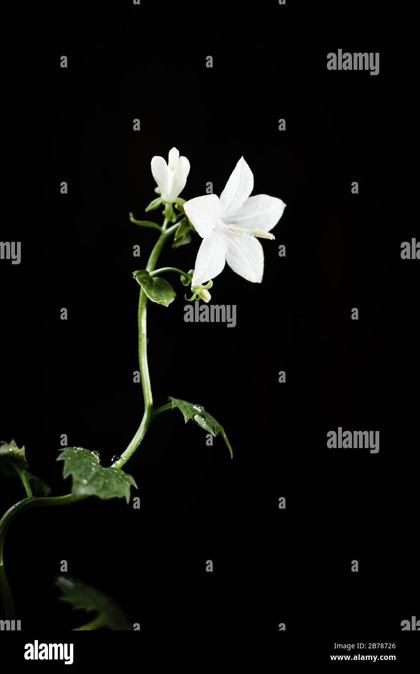 White campanula flower on a black background Stock Photo