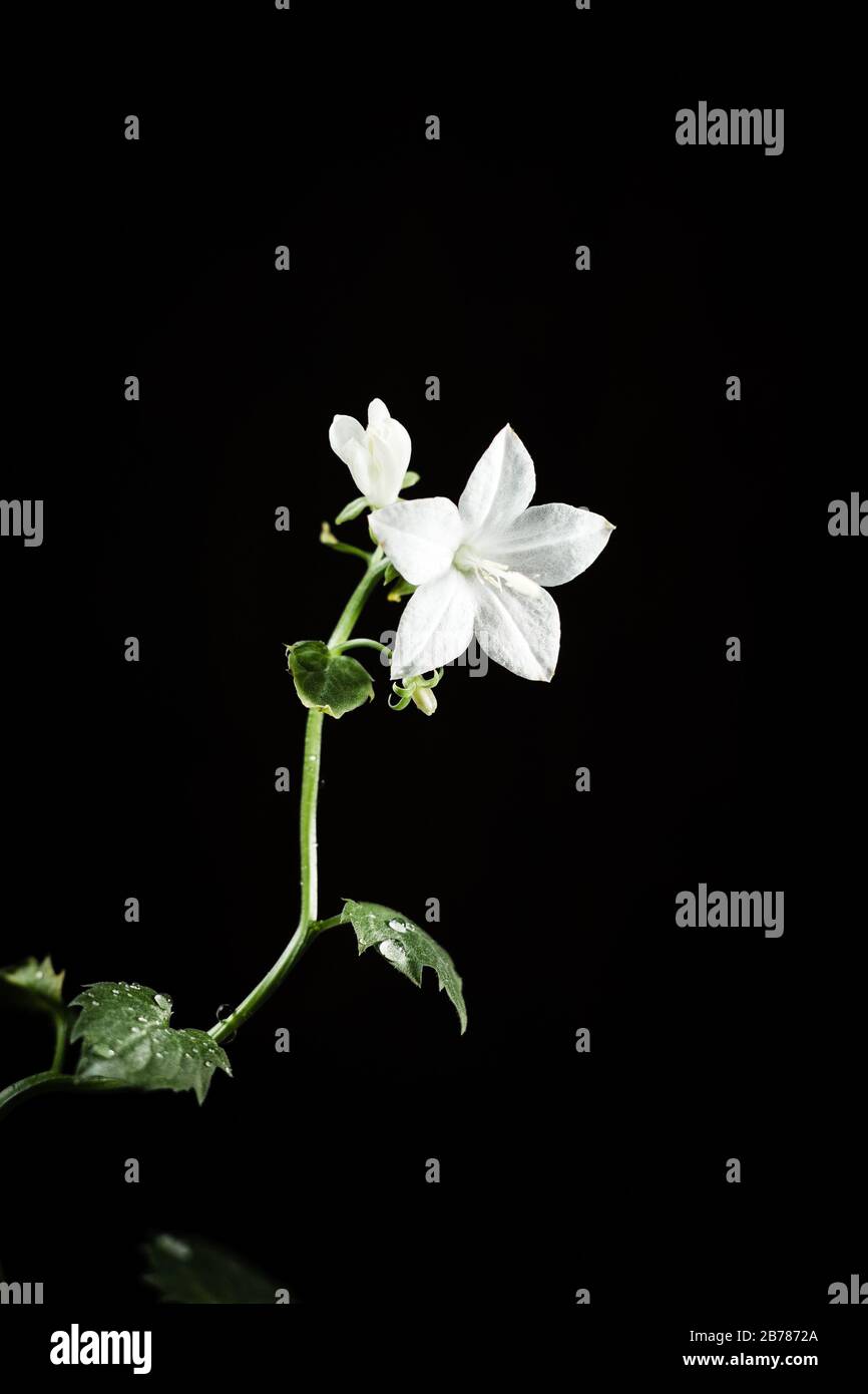 White campanula flower on a black background Stock Photo