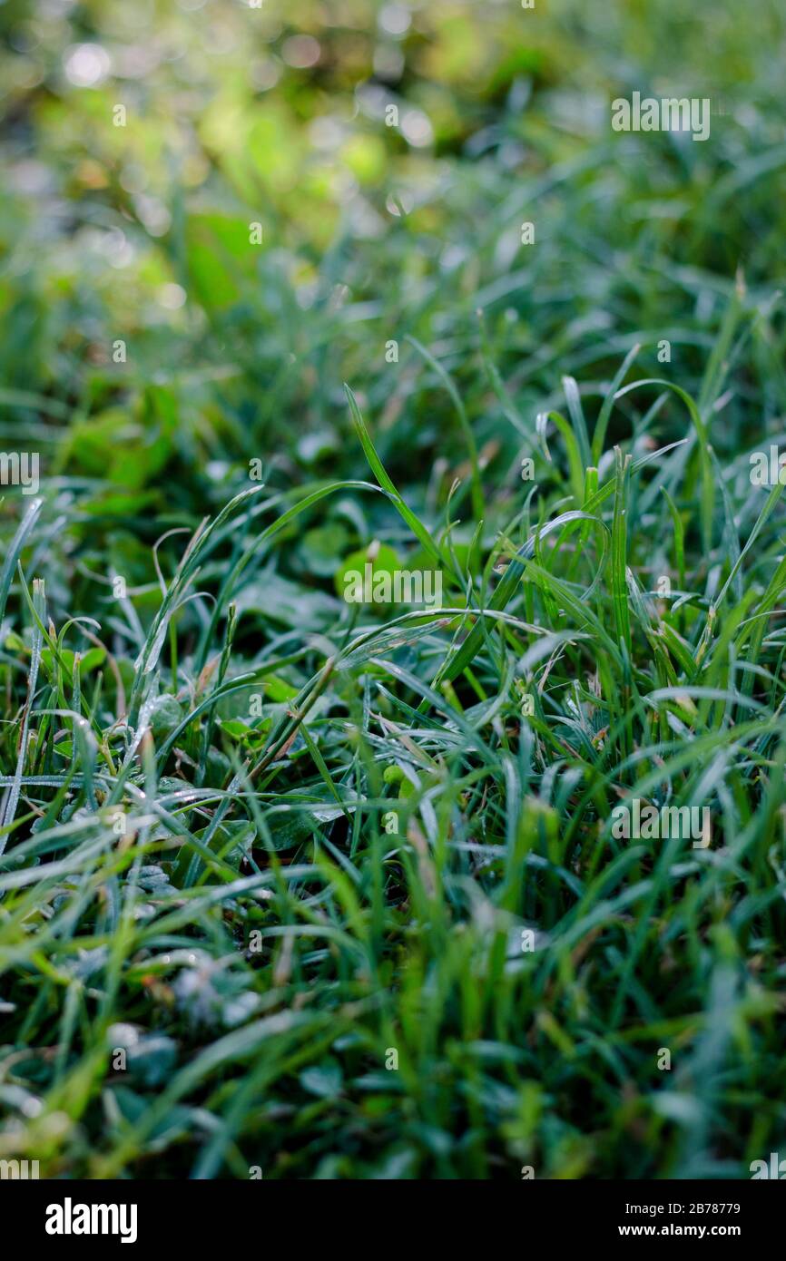 Green grass lawn background with dew drops Stock Photo - Alamy