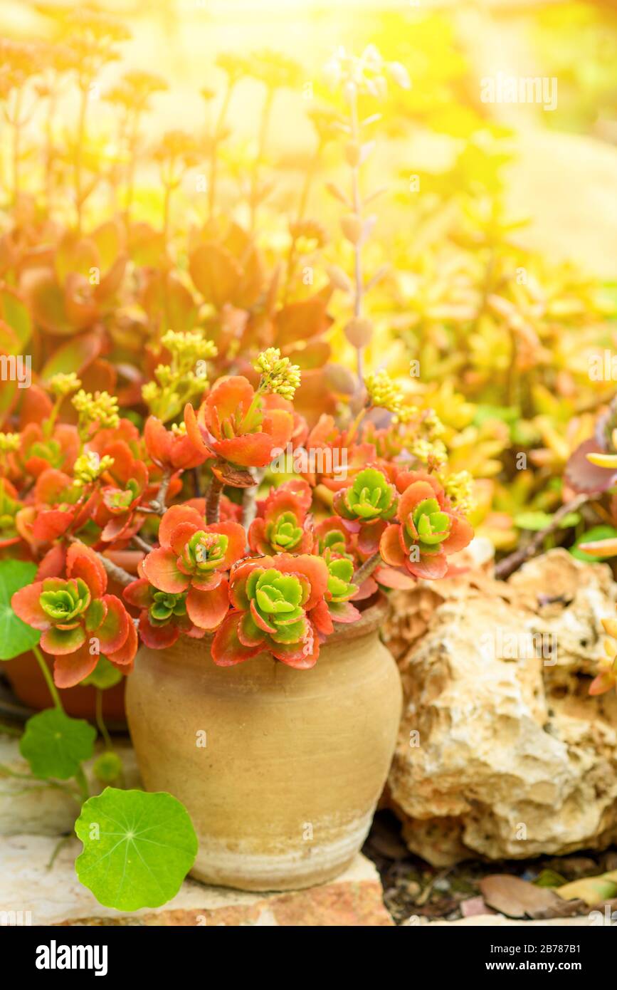 Close-up of fresh succulent in spring garden on sunny day. Stock Photo