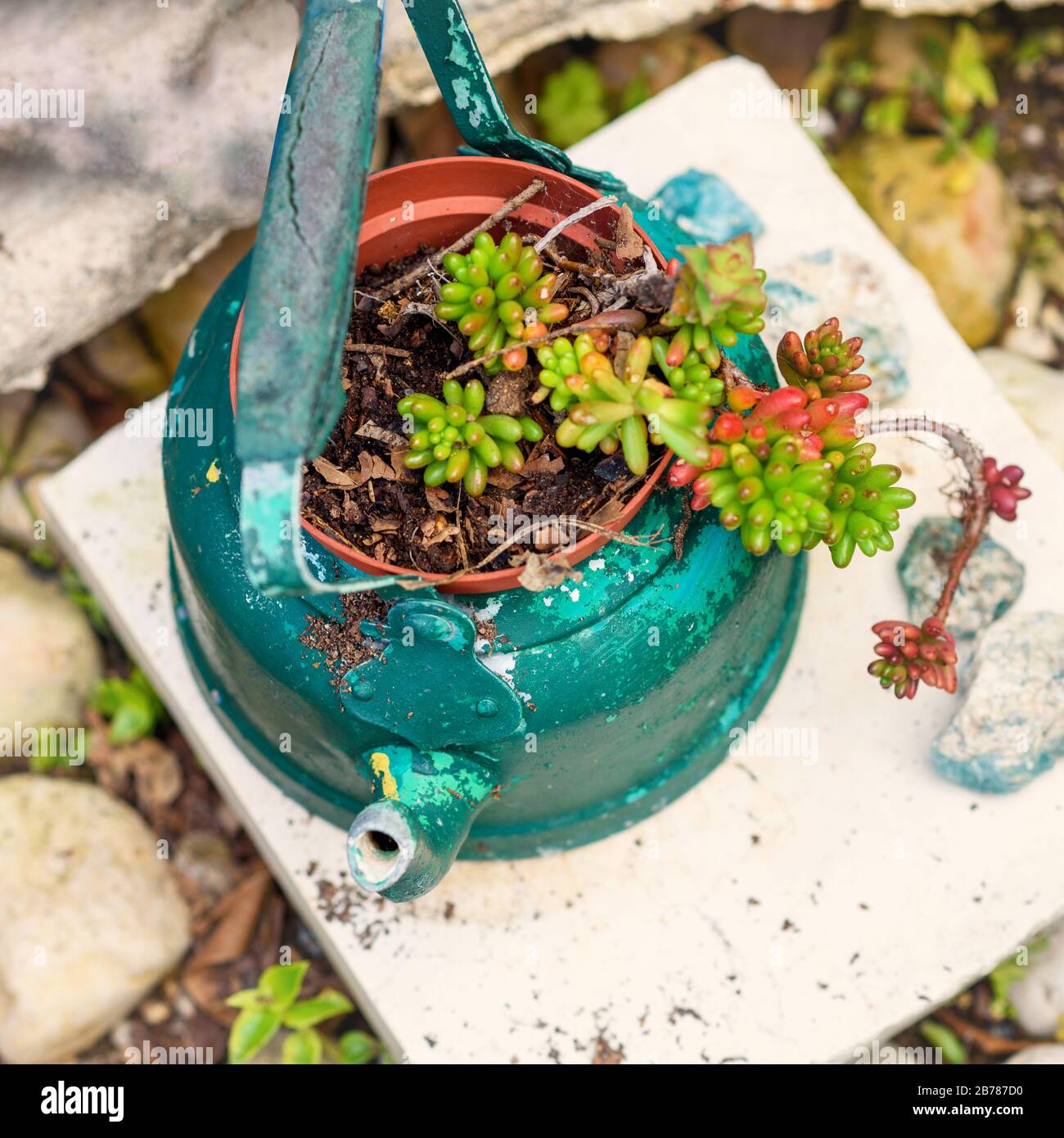 Reused planter ideas. Second-hand kettles, old teapots turn into garden flower pots. Recycled garden design and low-waste lifestyle. Stock Photo