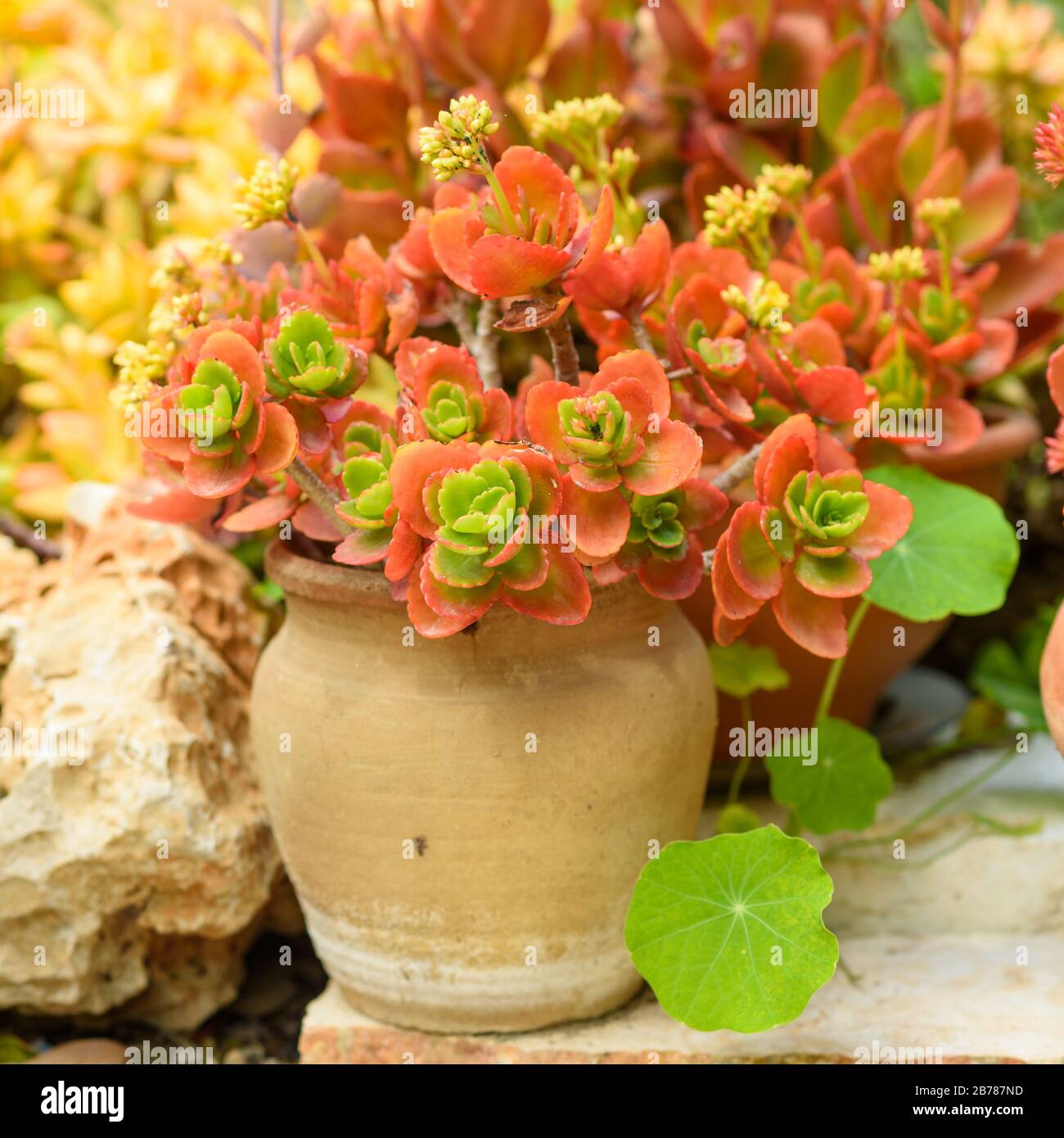 Close-up of fresh succulent in spring garden. Stock Photo