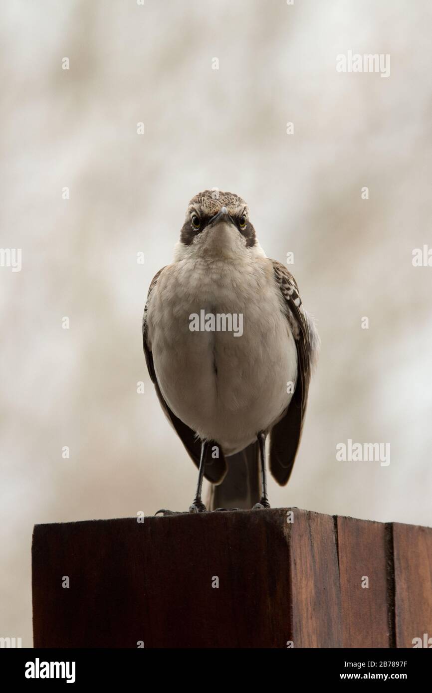 Galápagos mockingbird near Tortuga Bay on Santa Cruz at the Galapagos Islands. Stock Photo
