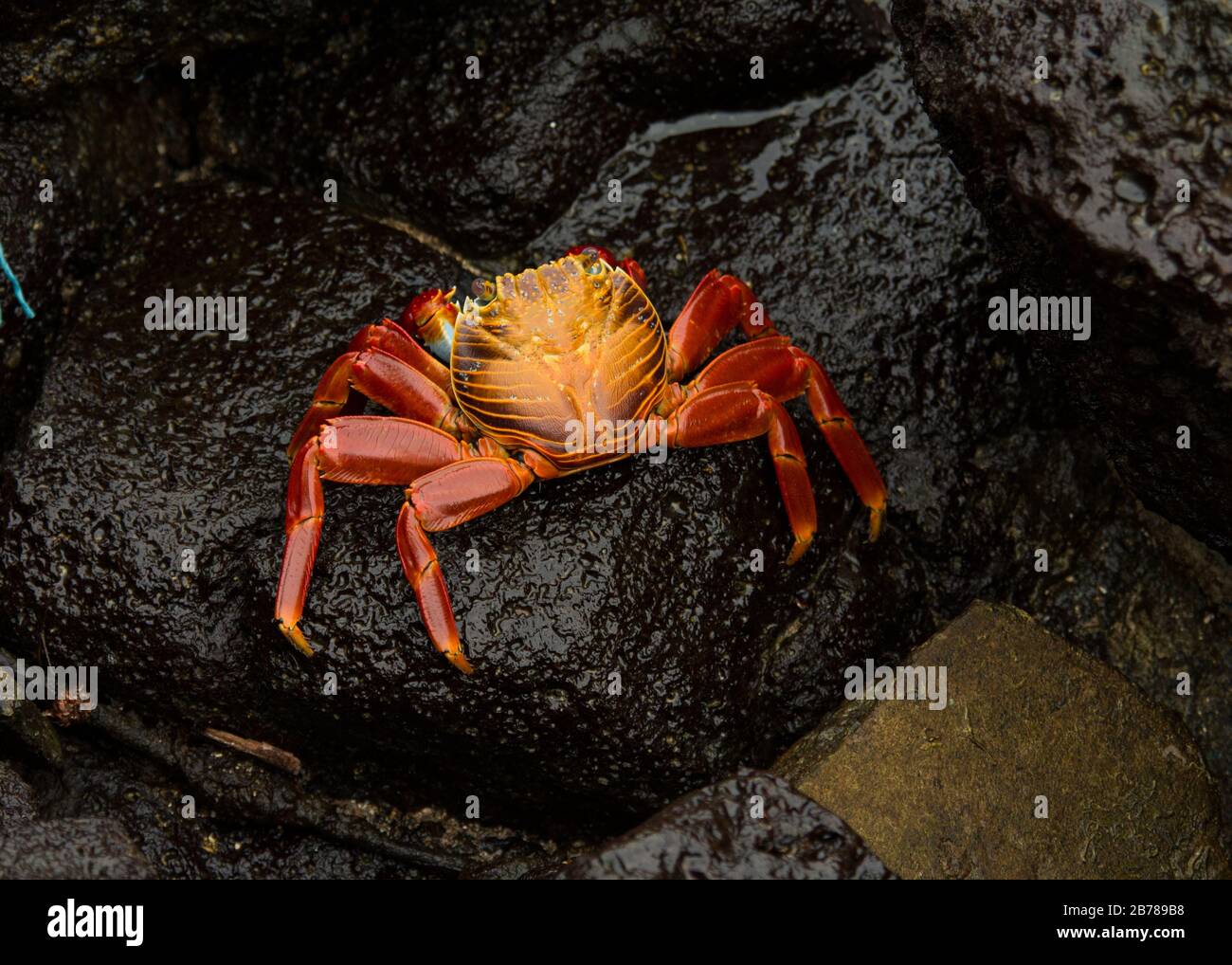 Sally Lightfoot Crab in the harbour of Puerto Ayora on Santa Cruz at the Galapagos Islands.  Rote Klippenkrabbe auf Lavafelsen im Hafen von Puerto Ayo Stock Photo