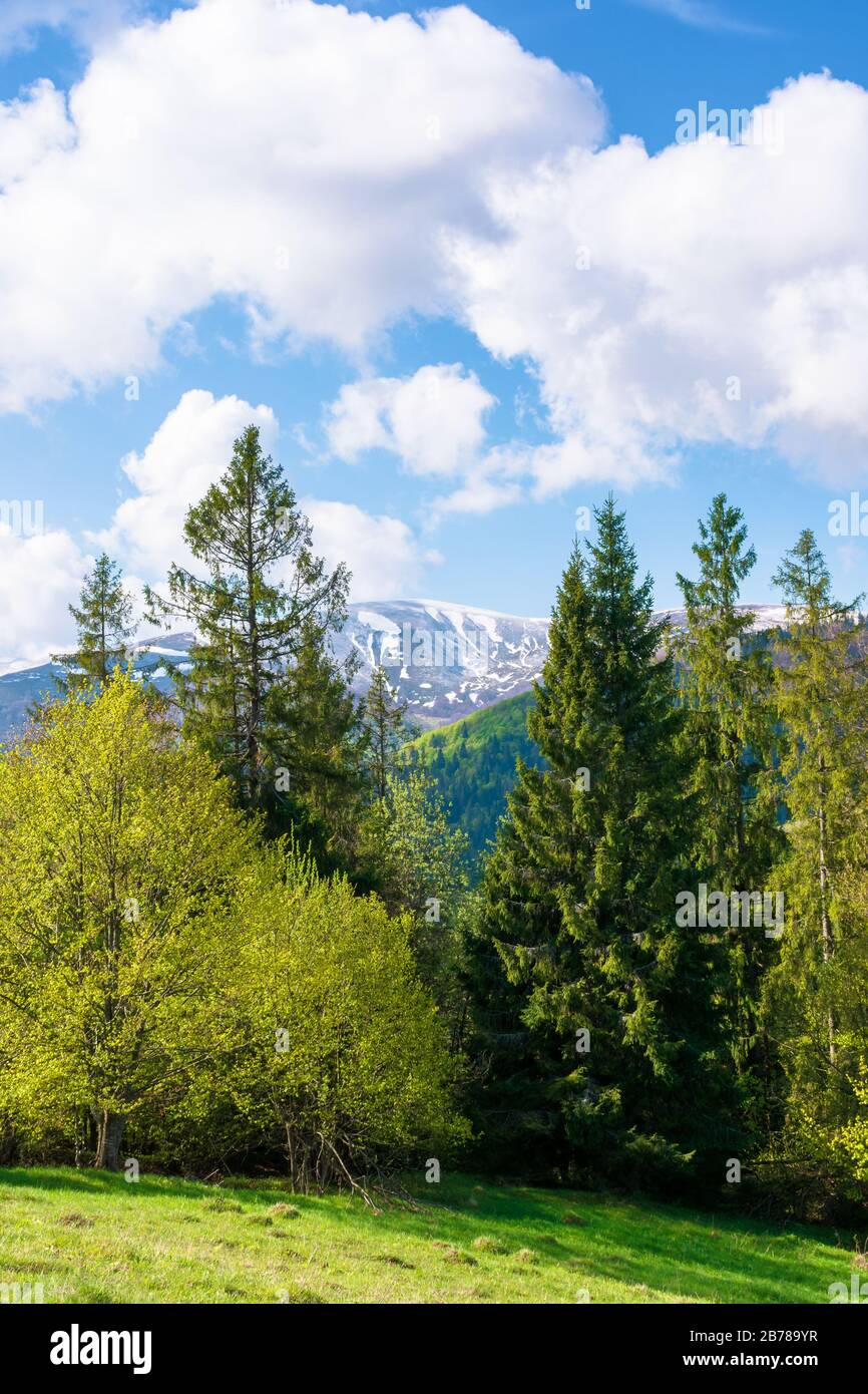 beautiful landscape in springtime. forest on the meadow. mountain ridge beneath a blue sky with fluffy clouds in the distance. warm sunny weather Stock Photo