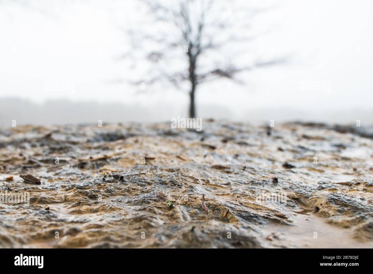 Rural background with a rain-splashed stone in front of a blurry tree ...