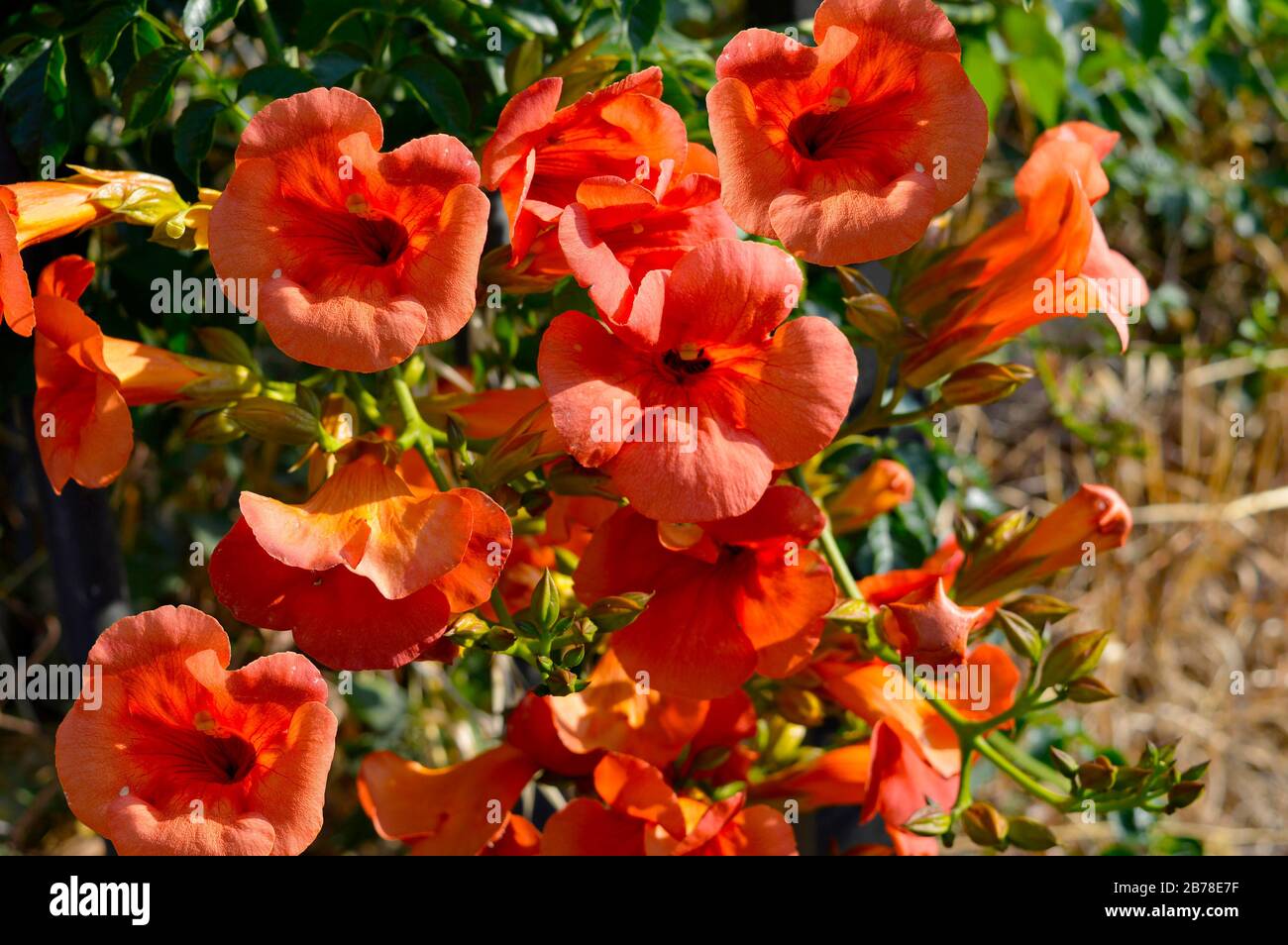 Allamanda Cathartica, a deciduous red Allamanda in full bloom from spring to autumn, a popular exotic flowering plant and will grow as a climber or sh Stock Photo