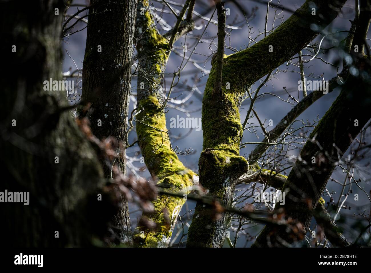Looking between the trucks of established trees towards trees with moss on the trunks and branches lit by bright sunlight. Stock Photo