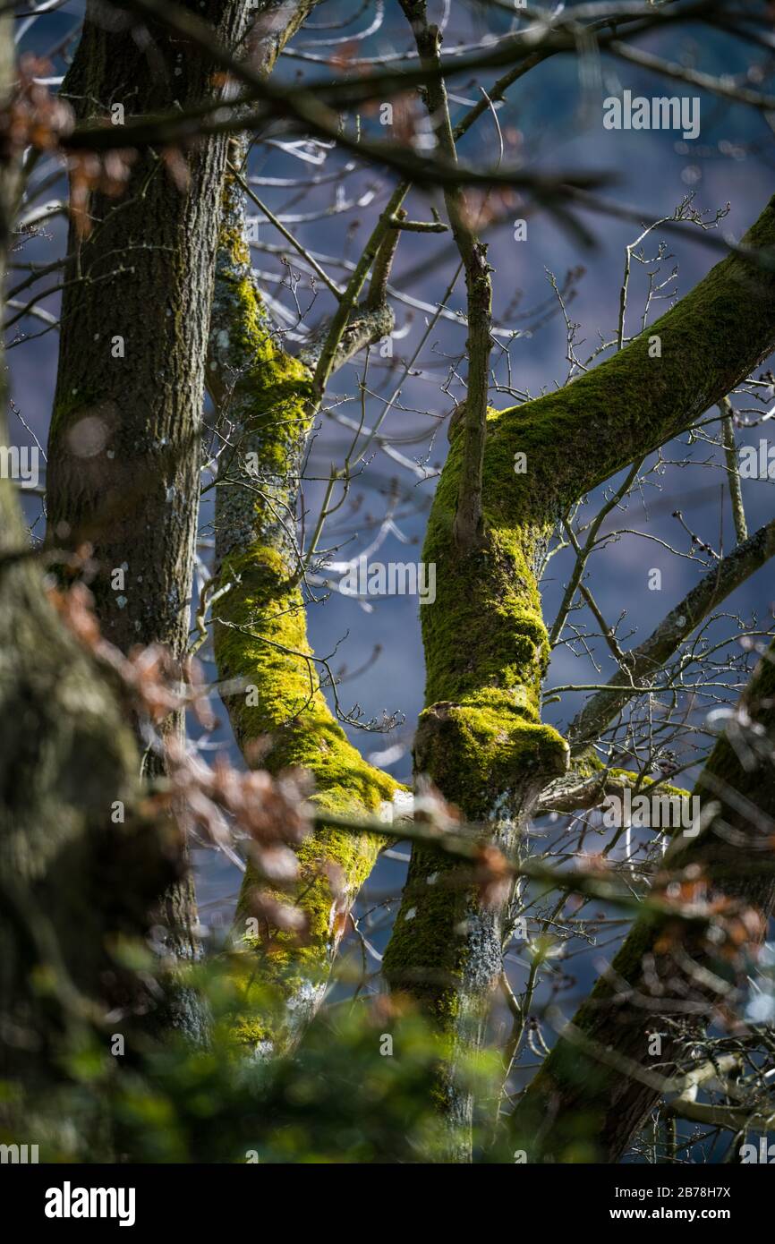 Looking between the trucks of established trees towards trees with moss on the trunks and branches lit by bright sunlight. Stock Photo