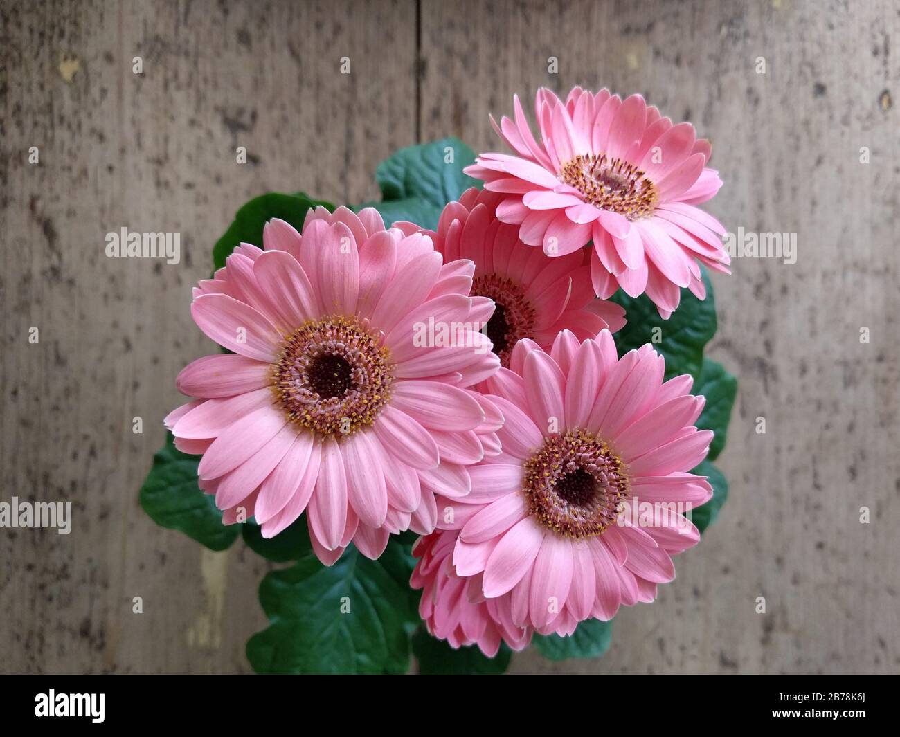 Gerbera plant hi-res stock photography and images - Alamy