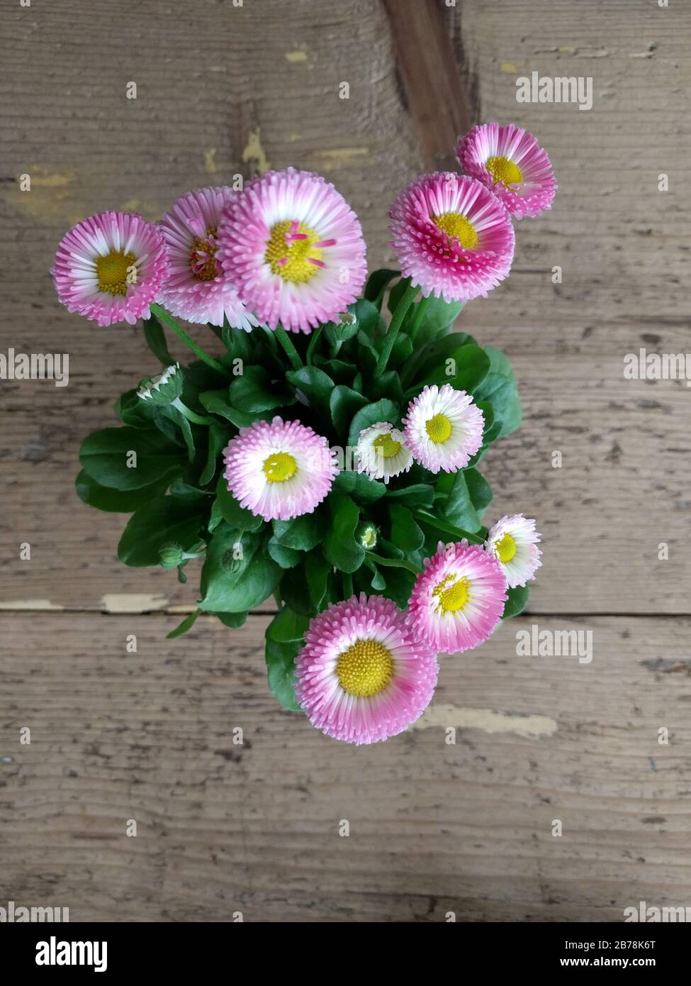 Daisy pomponette with pink flower head Stock Photo