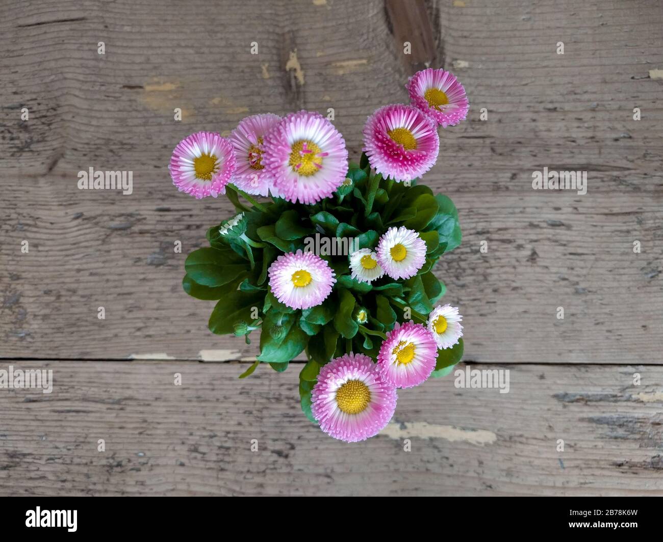 Daisy pomponette plant with pink flowers Stock Photo