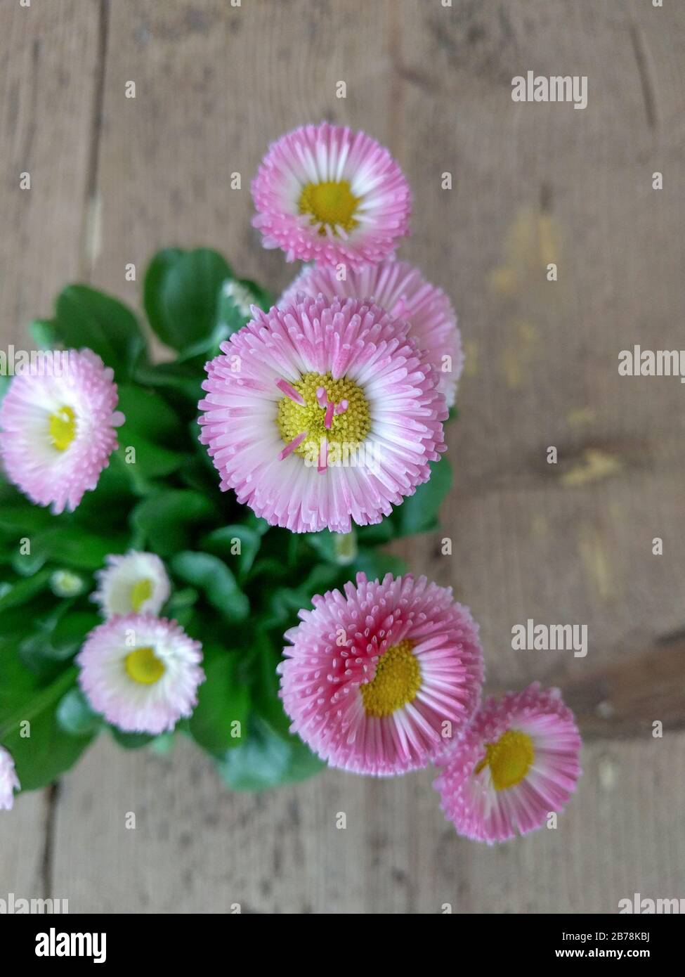 Daisy pomponette plant with pink flower head Stock Photo