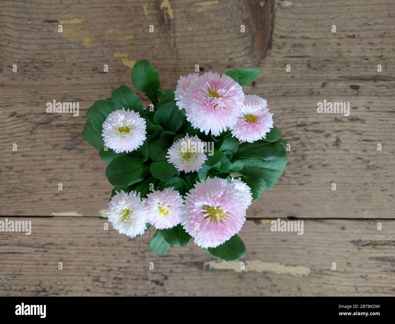 Daisy pomponette plant, pink and white flowers Stock Photo