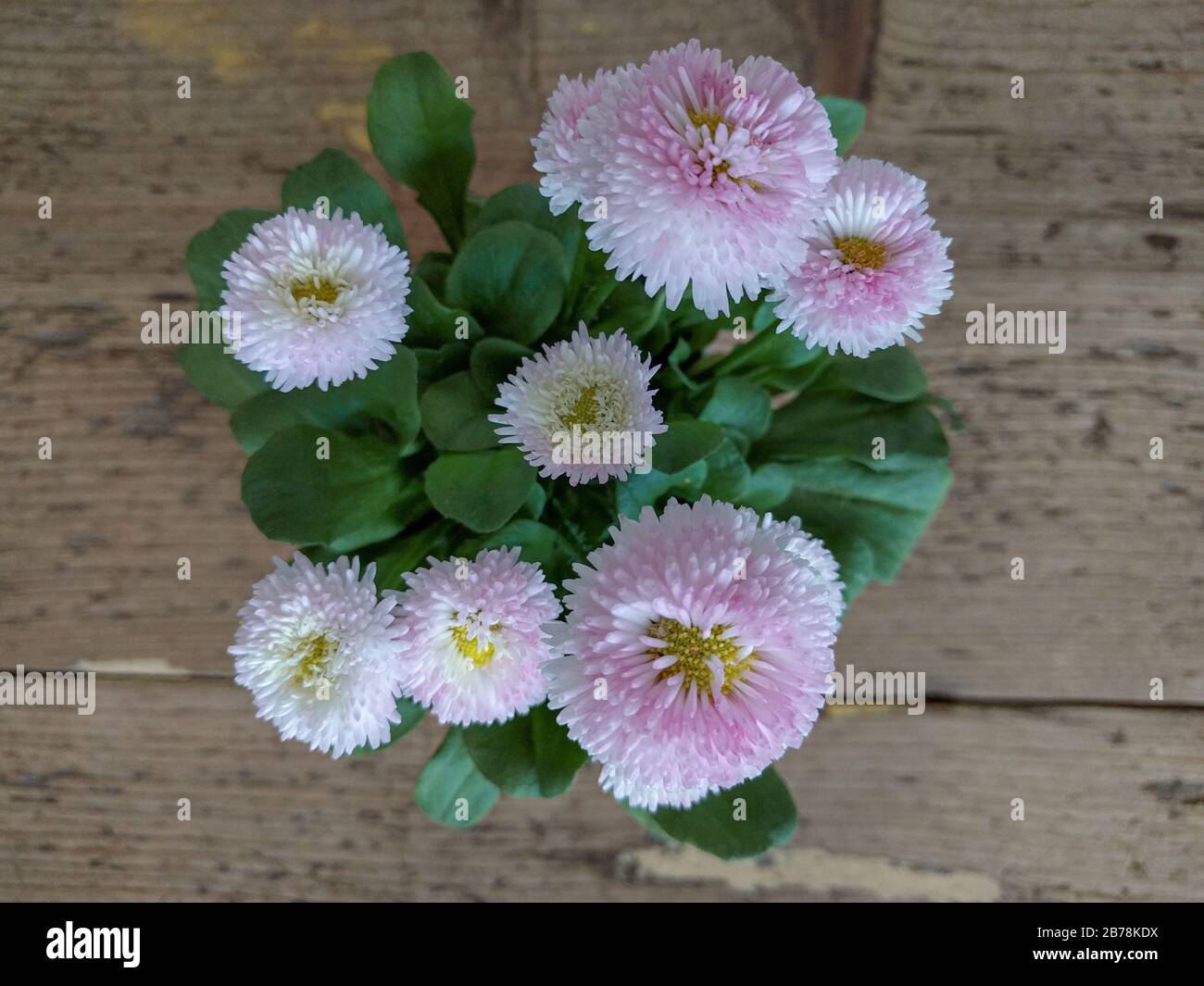Close up of a daisy pomponette Stock Photo