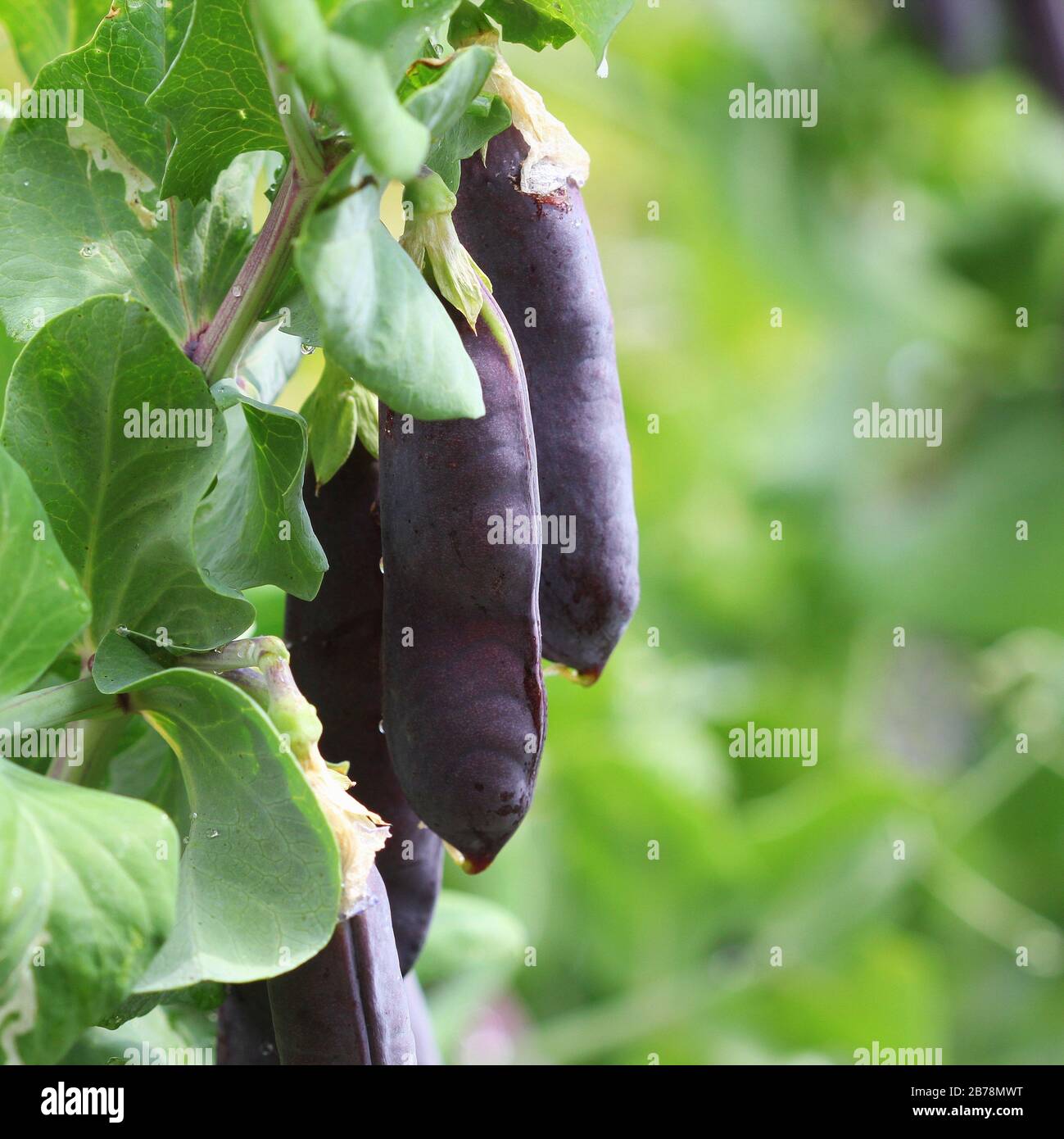 Purple Snow Peas.Seed pods of garden peas ,Pisum sativum. Fresh peas in