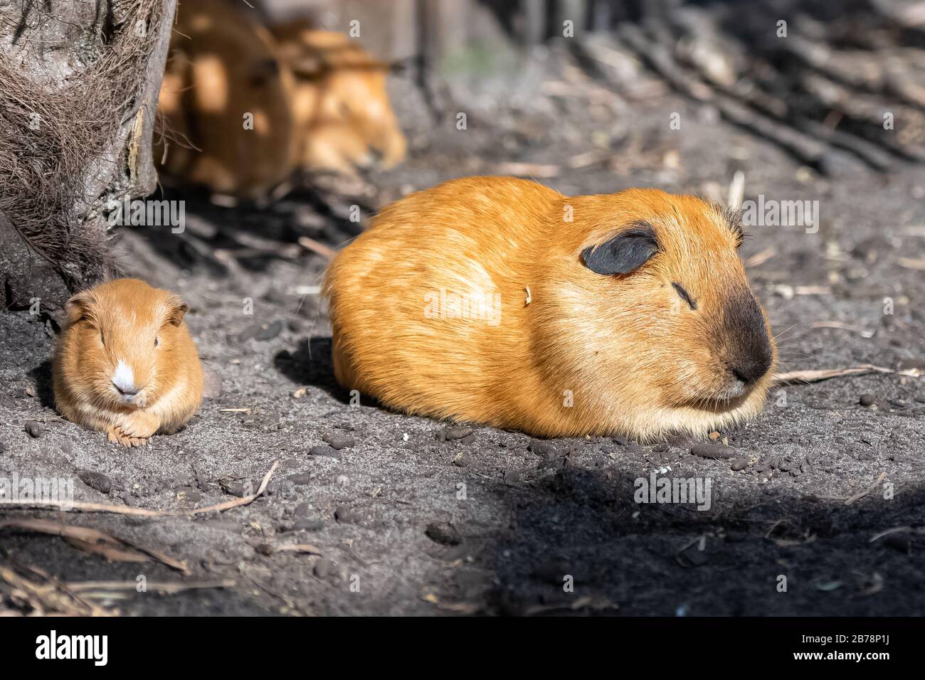 Guinea pig, cuy, cute animals, the mother and the baby Stock Photo