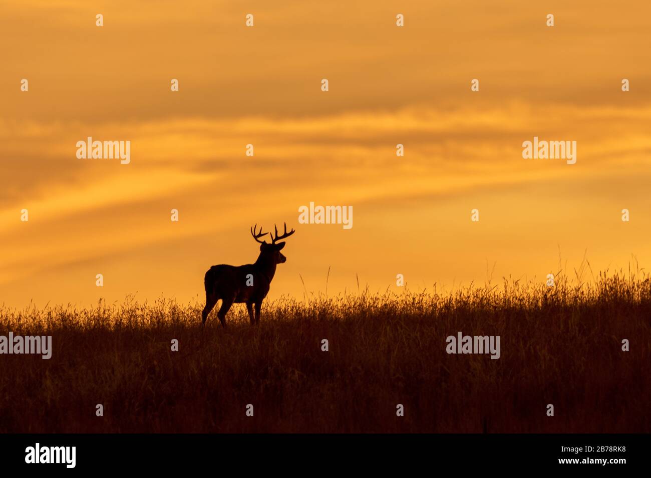 Whitetail buck sunset hi-res stock photography and images - Alamy