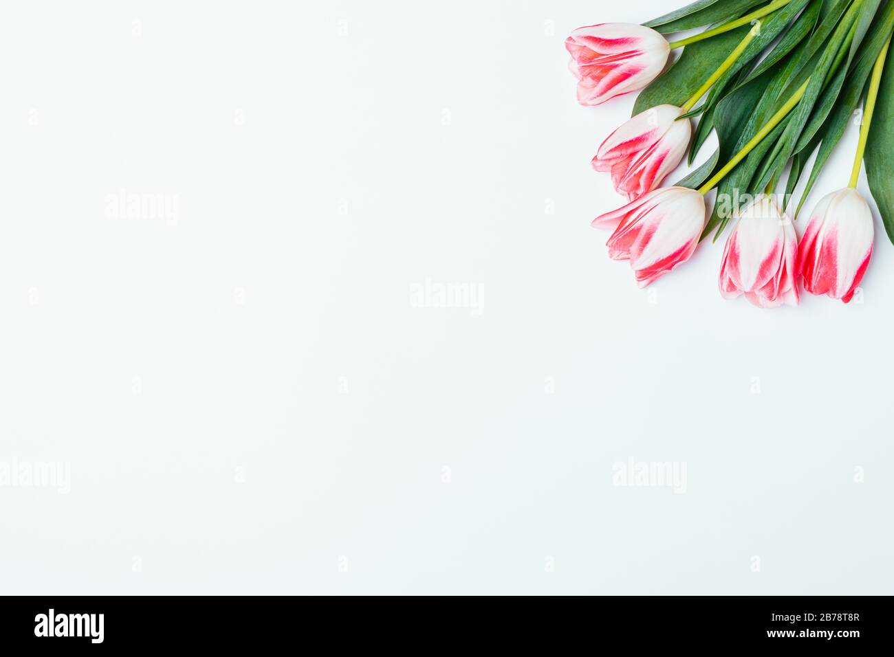 Floral background bouquet fresh pink tulips on white table with copy ...
