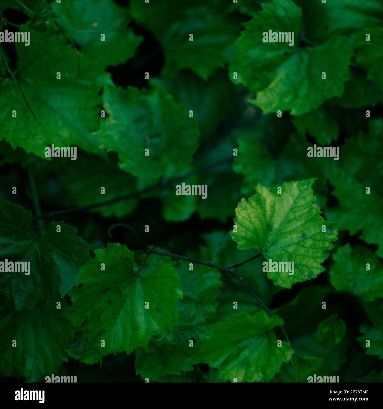 Natural background wet green grape leaves grow in the garden Stock ...