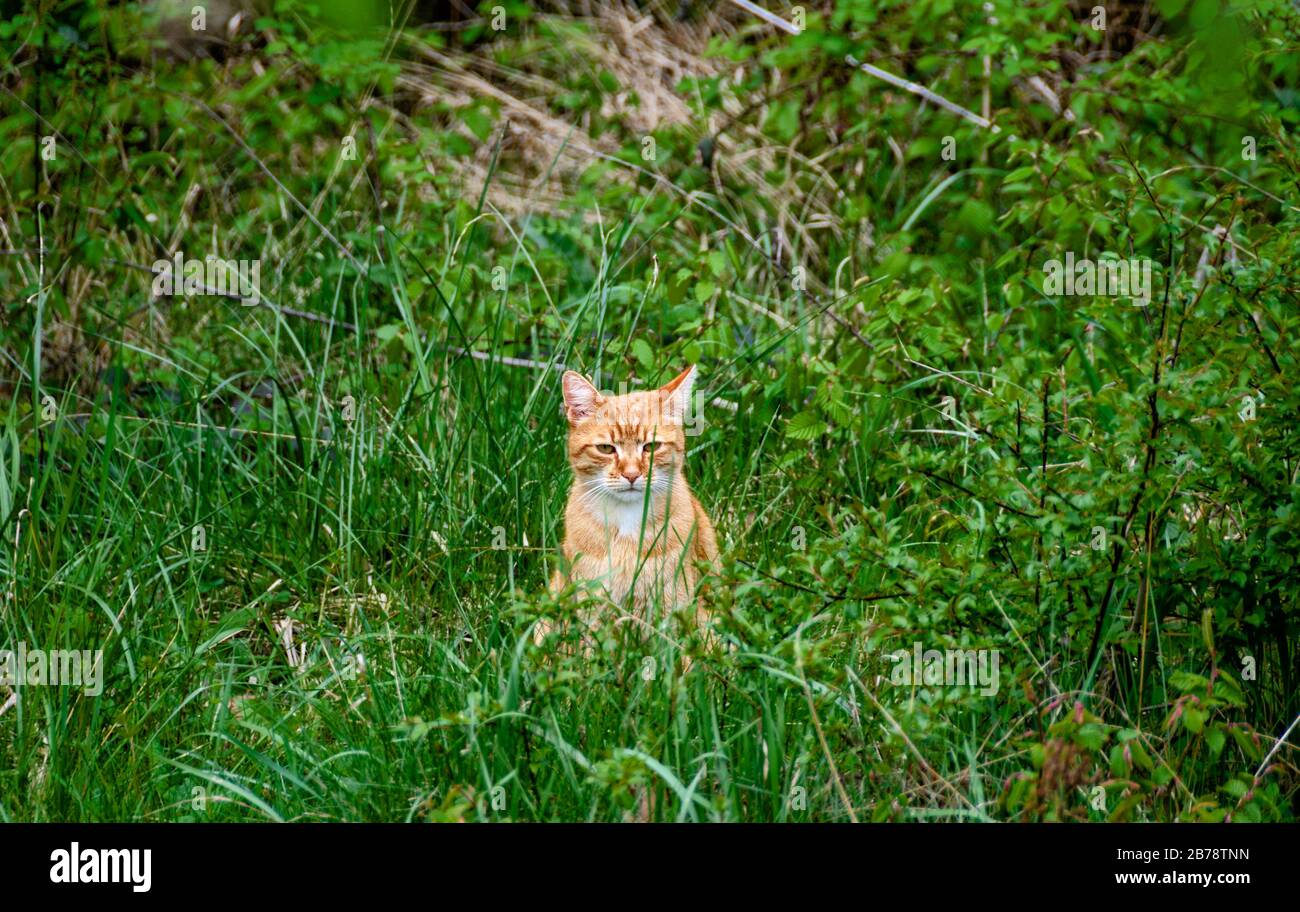 cat, colored like a bread roll, sittiing upright in high grass Stock Photo
