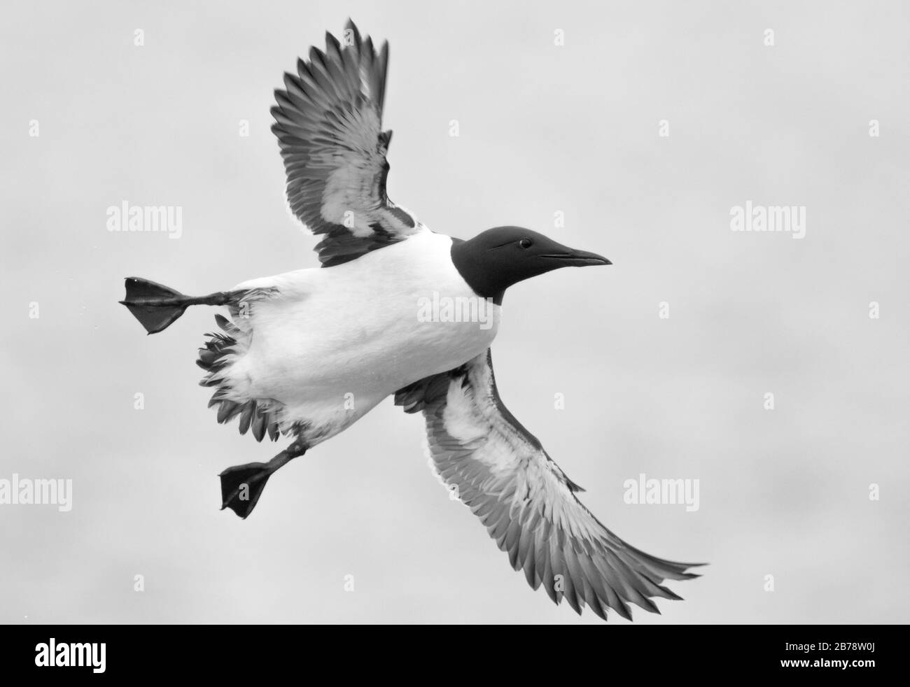 Common guillemot flying above the sea, Farne Islands, Northumberland, England Stock Photo