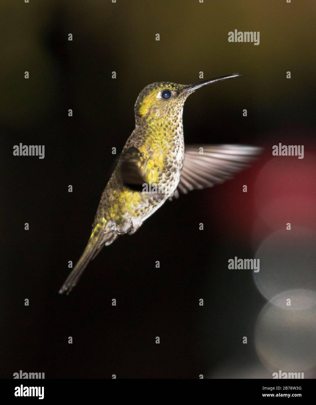 Many-spotted hummingbird in Manu National Park cloud forest, Peru, South America Stock Photo