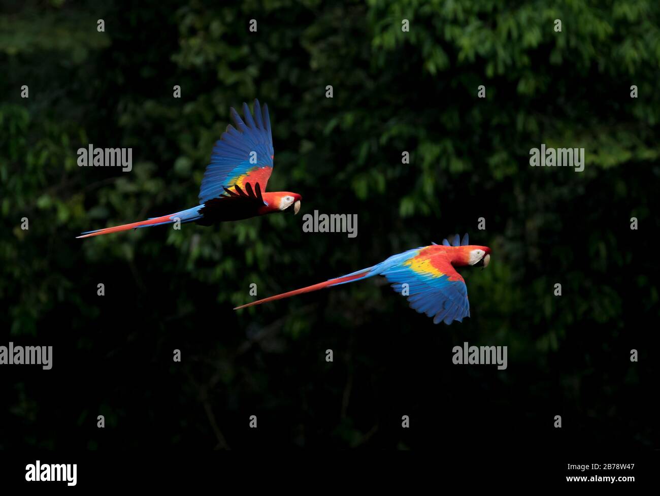 Two scarlet macaws flying in Manu National Park, Amazon, South America Stock Photo