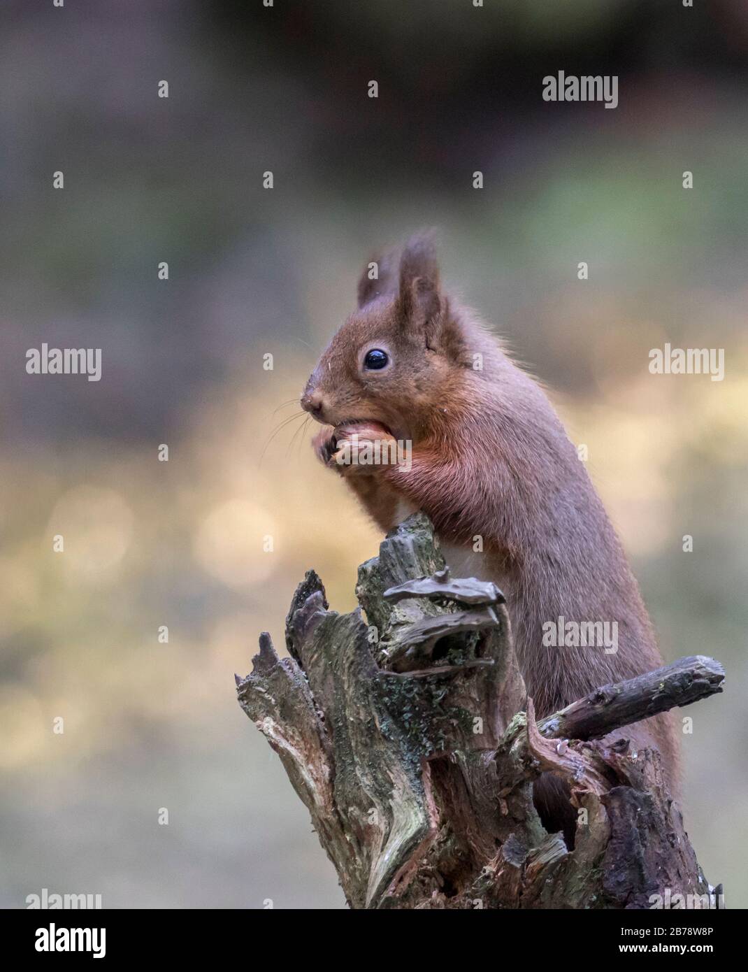 Red squirrel eating a hazelnut on a tree stump, Yorkshire Dales
