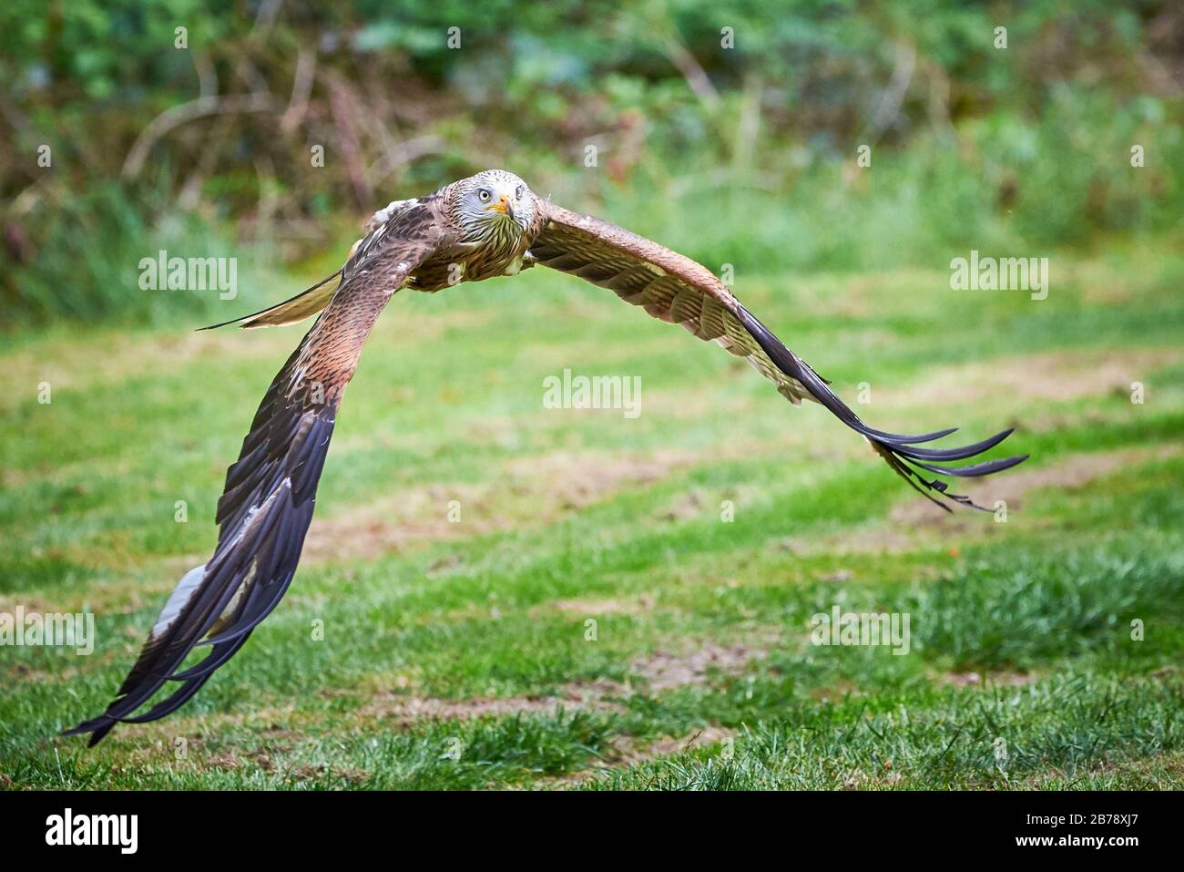 Red Kite in flight (Milvus milvus Stock Photo Alamy