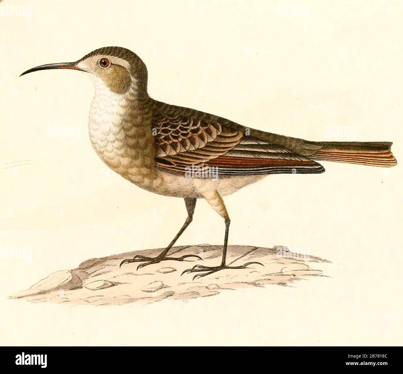 Geositta tenuirostris tenuirostris 1847. Stock Photo