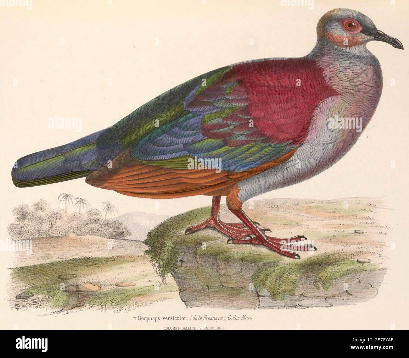 Geotrygon versicolor 1849 Stock Photo Alamy