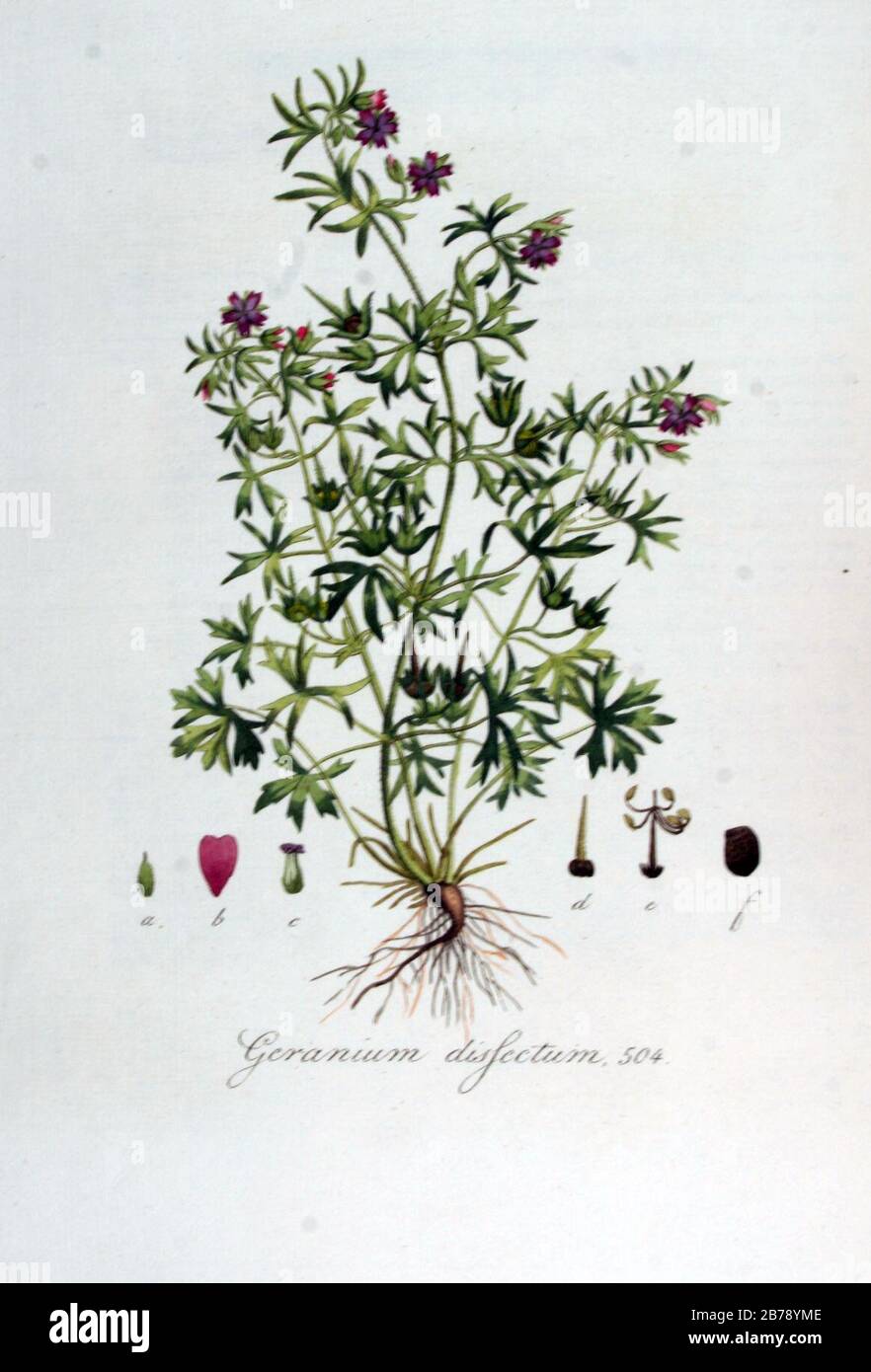 Geranium dissectum — Flora Batava — Volume v7. Stock Photo