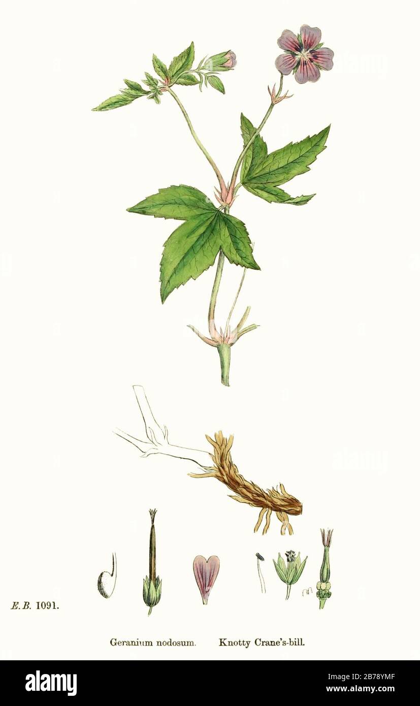 Geranium nodosum - English botany, or, Coloured figures of British plants - vol. 2 - t. 295. Stock Photo
