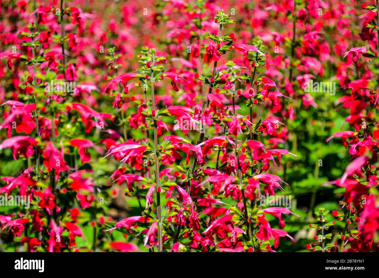 Red salvia flowers in bloom, natural pattern Stock Photo