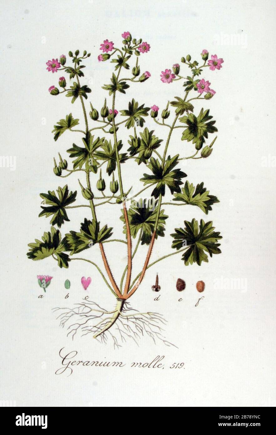 Geranium molle — Flora Batava — Volume v7. Stock Photo