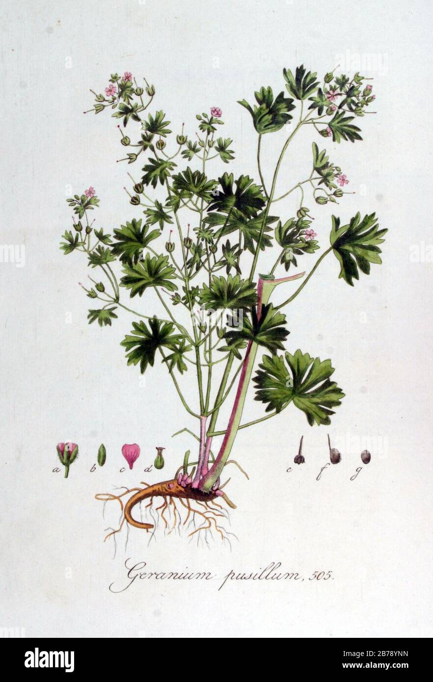 Geranium pusillum — Flora Batava — Volume v7. Stock Photo