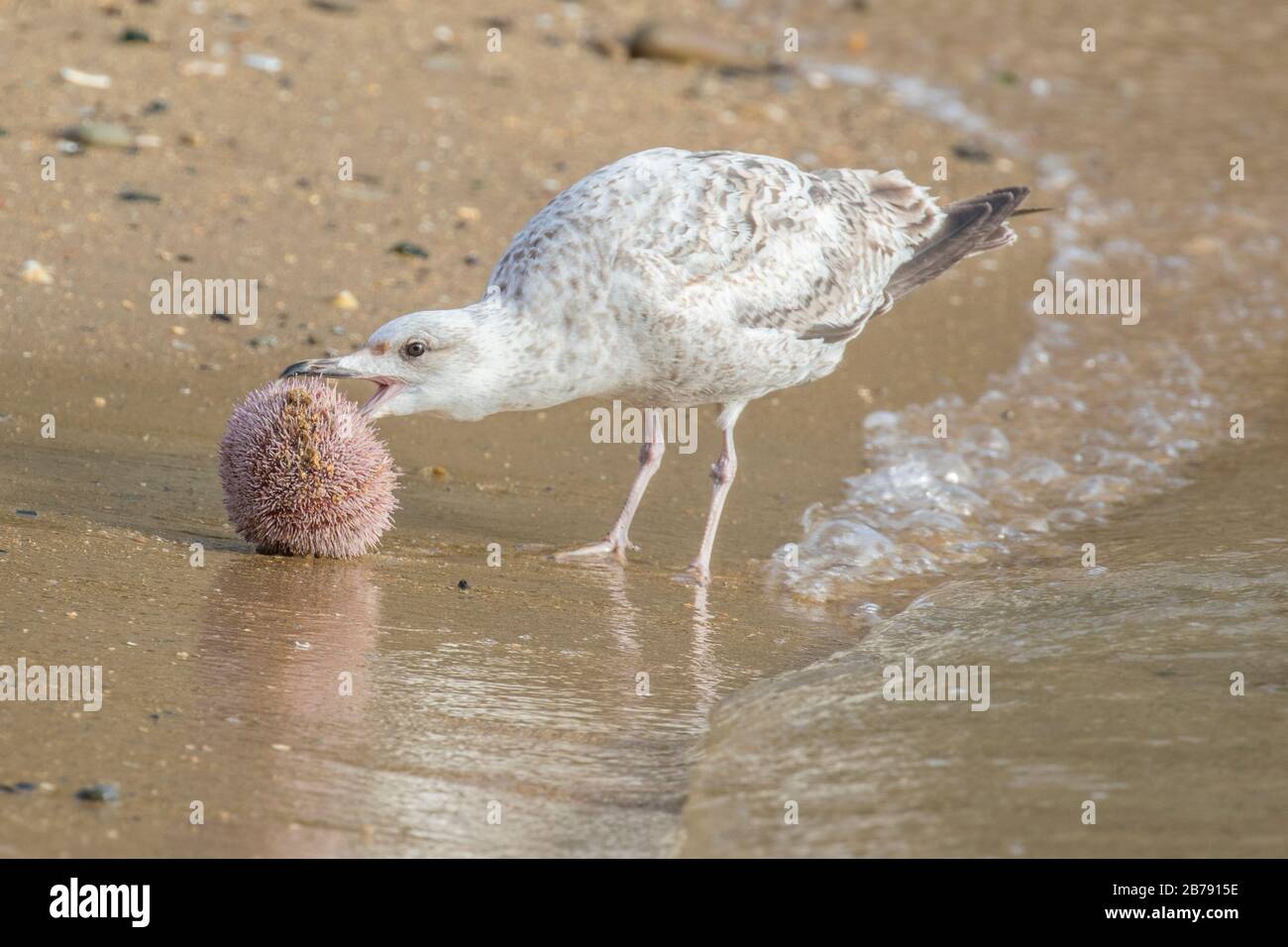 European herring gull eating the contents of an edible sea urchin