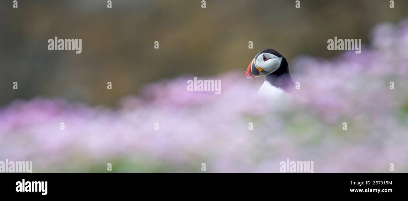 Atlantic puffin among flowers, Fair Isle, Shetland, Scotland, UK Stock Photo