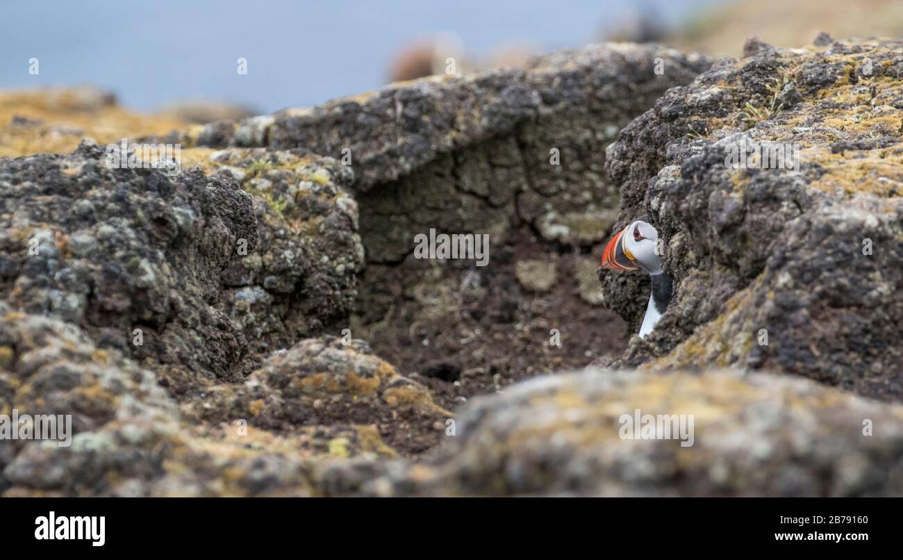 Atlantic puffin looking out of its burrow,  Fair Isle, Shetland, Scotland, UK Stock Photo
