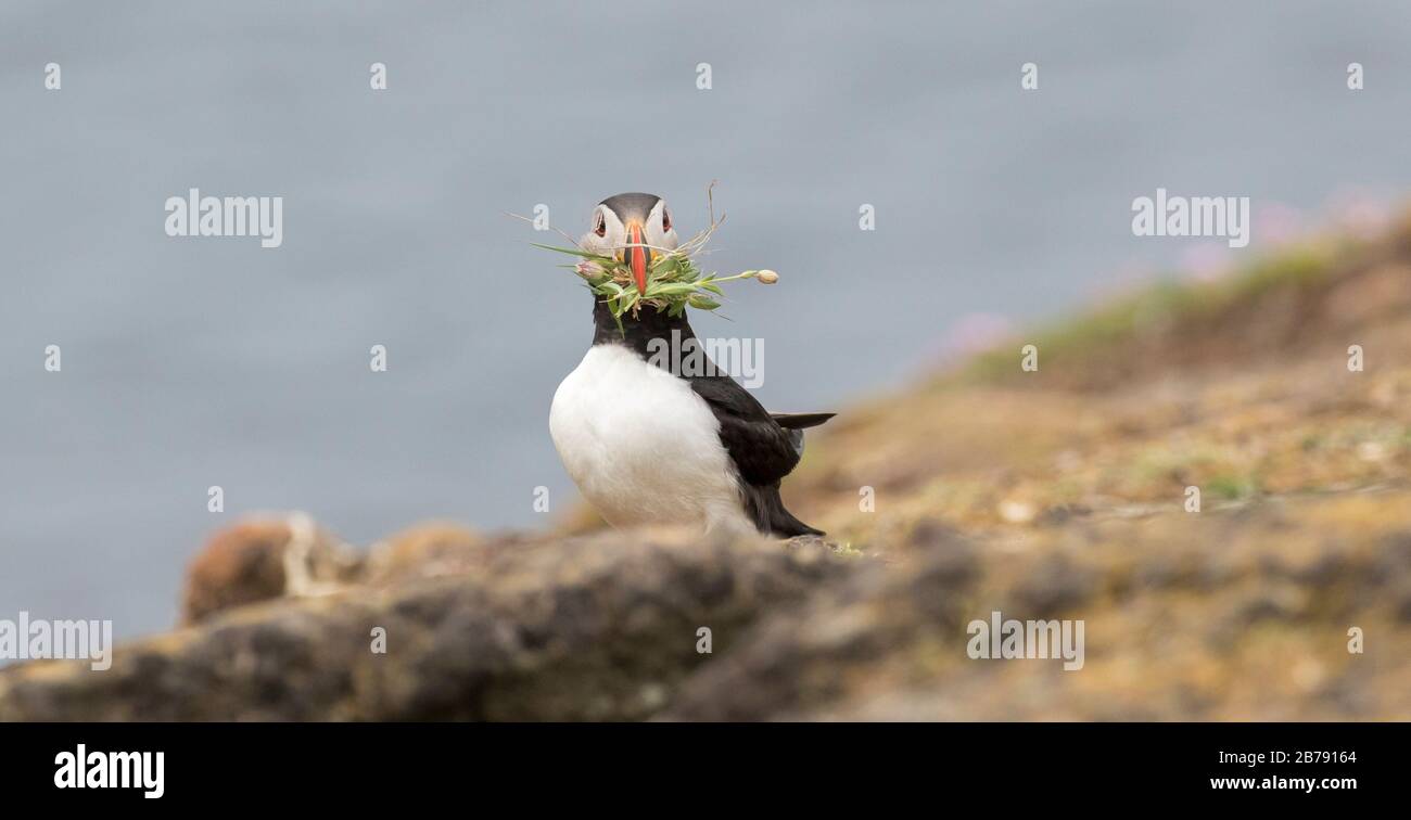 Atlantic puffin with nesting material in bill, Fair Isle, Shetland, Scotland, UK Stock Photo