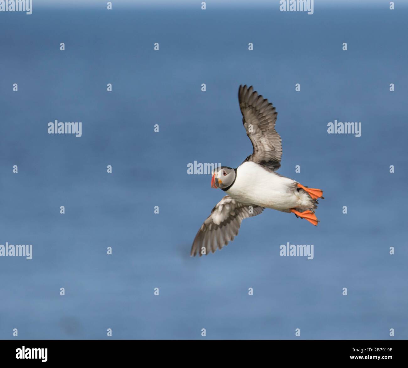 Atlantic puffin flying above the sea, Fair Isle, Shetland, Scotland, UK Stock Photo